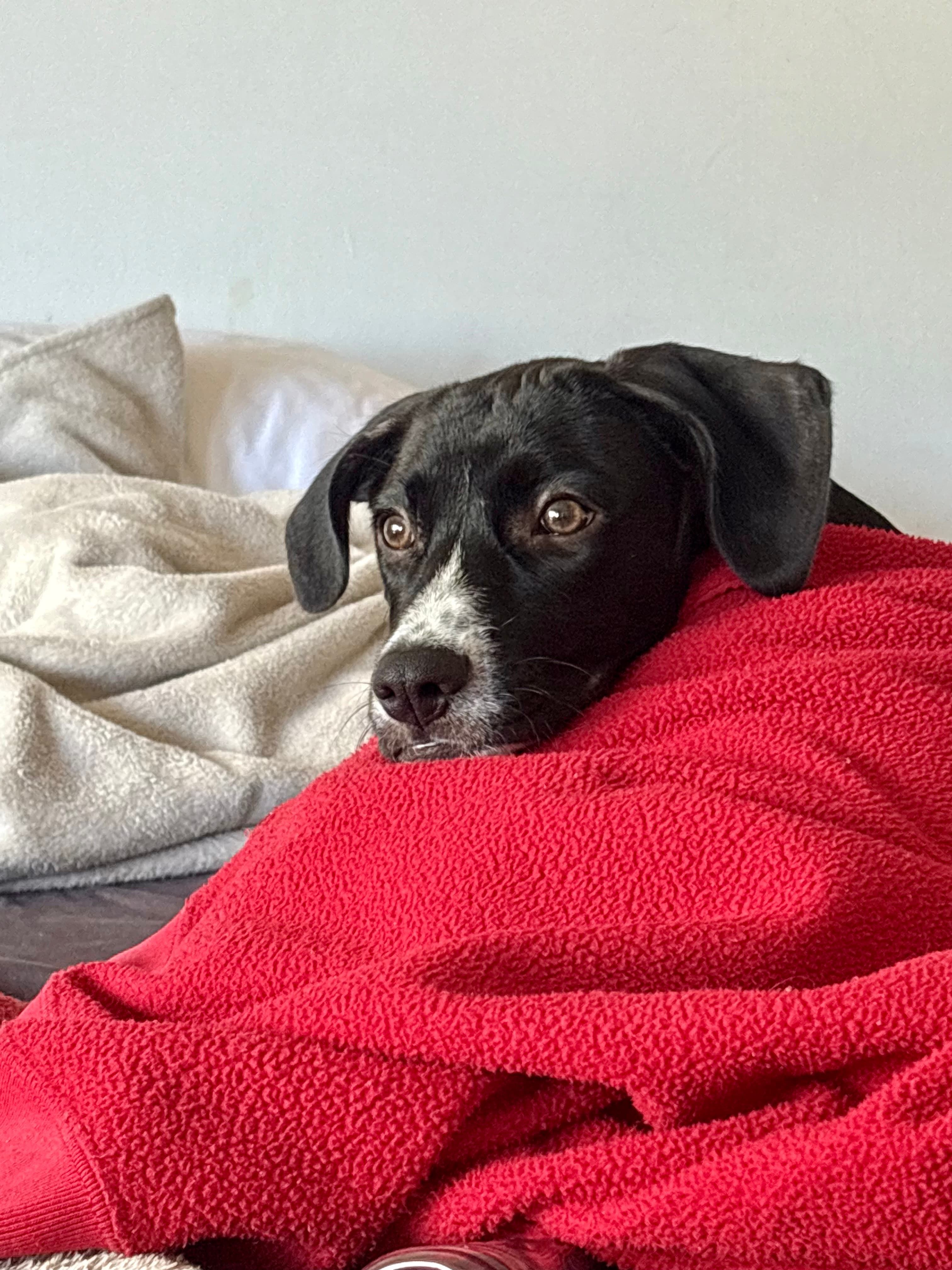 Chief Happiness Officer 🐾